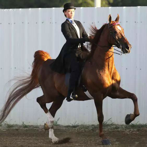 女骑手演马背别样性感_高清图集_新浪网