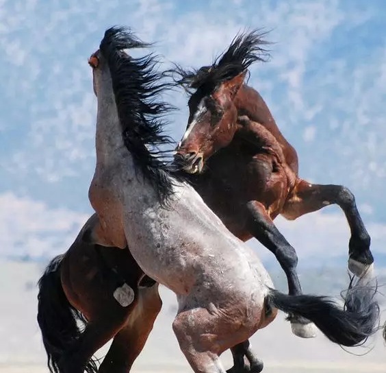血性斗武争马王_高清图集_新浪网