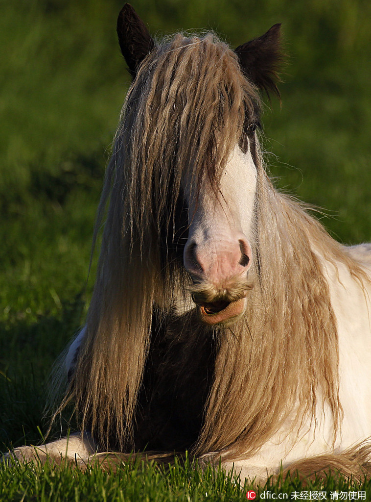 最嬉皮士马儿摇滚范儿_高清图集_新浪网