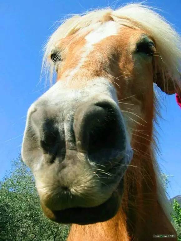 一本不正经的搞怪马儿_高清图集_新浪网