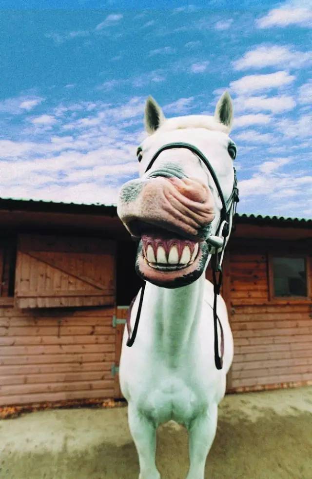 一本不正经的搞怪马儿_高清图集_新浪网