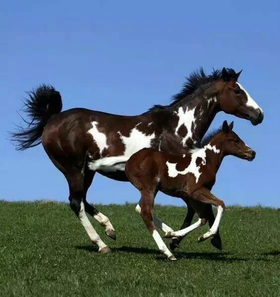 有爱!萌马宝宝惹人爱_高清图集_新浪网