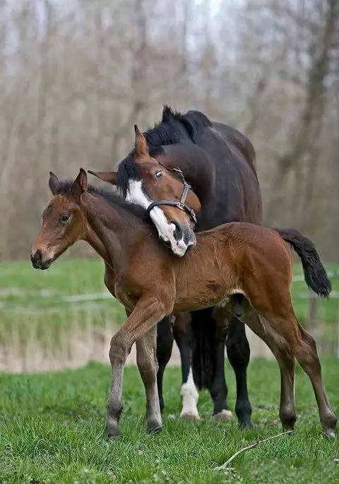 有爱!萌马宝宝惹人爱_高清图集_新浪网