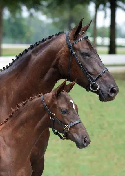 有爱!萌马宝宝惹人爱_高清图集_新浪网