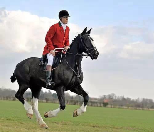 英国贵族骑马狩猎图_高清图集_新浪网
