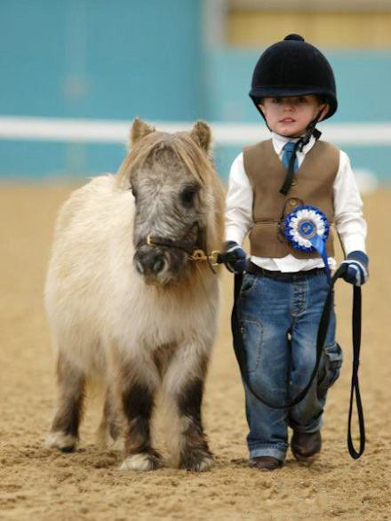 世界著名短腿马 温顺呆萌迷倒众人_高清图集_新浪网