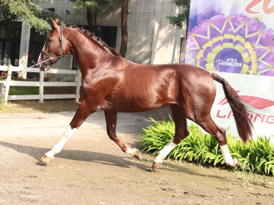 帅气逼人的汉诺威马_高清图集_新浪网