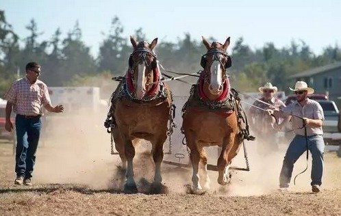 强劲!力能扛鼎的驮马_高清图集_新浪网