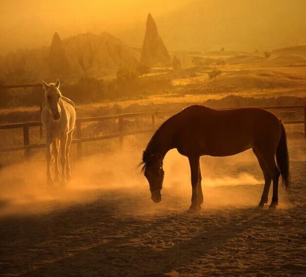 美哭!夕阳下的骏马_高清图集_新浪网