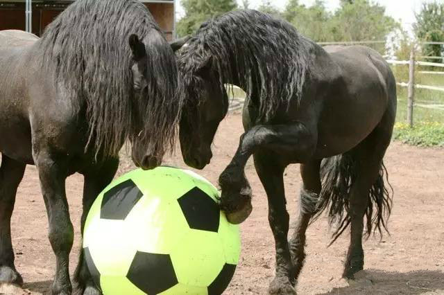 马儿竟会踢足球打篮球_高清图集_新浪网