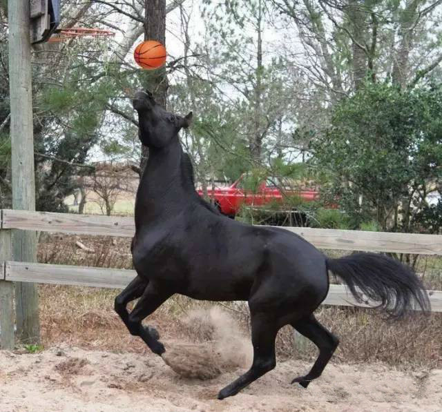 马儿竟会踢足球打篮球_高清图集_新浪网