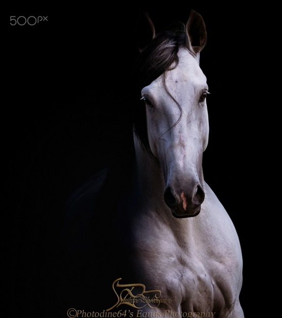 摄影镜头下的马