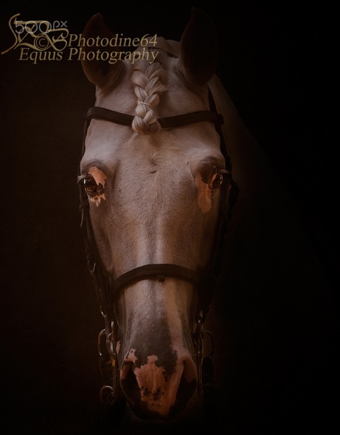 摄影镜头下的马