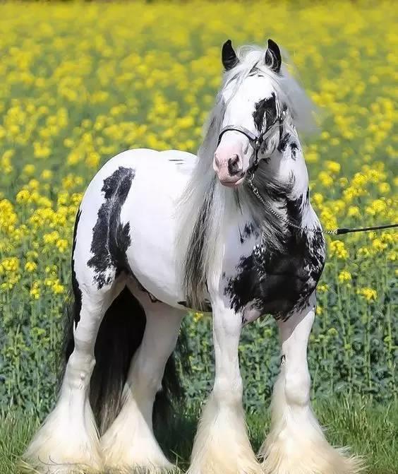 帅气飘逸的吉普赛马_高清图集_新浪网