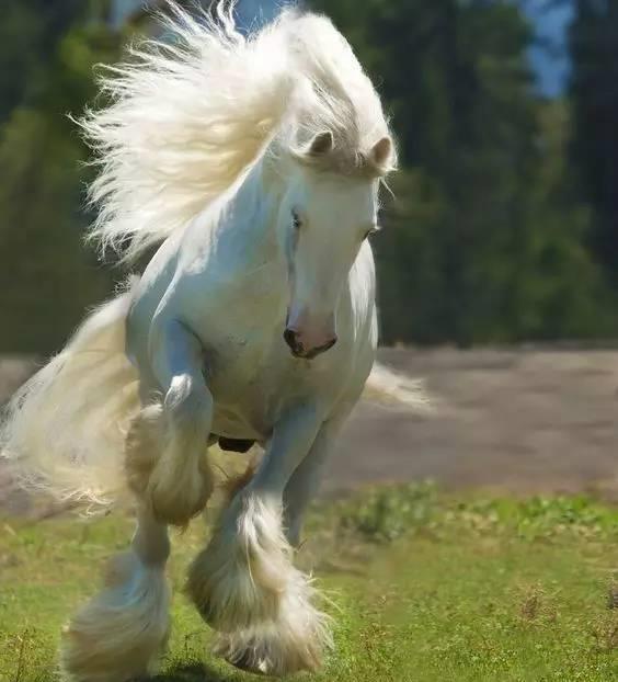 帅气飘逸的吉普赛马_高清图集_新浪网