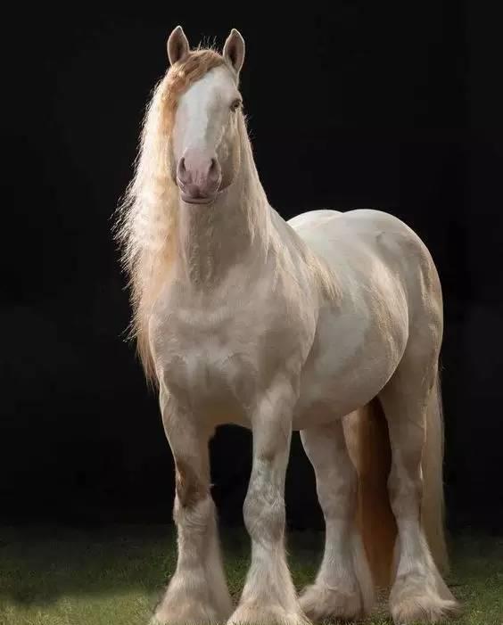 帅气飘逸的吉普赛马_高清图集_新浪网