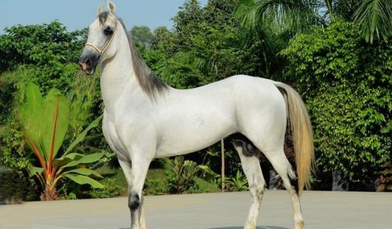 印度马匹图片