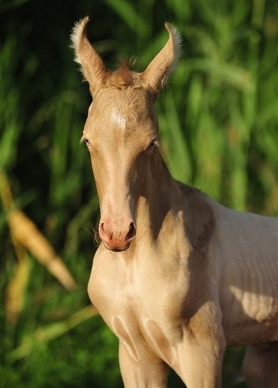 卷耳马的呆萌写真_高清图集_新浪网