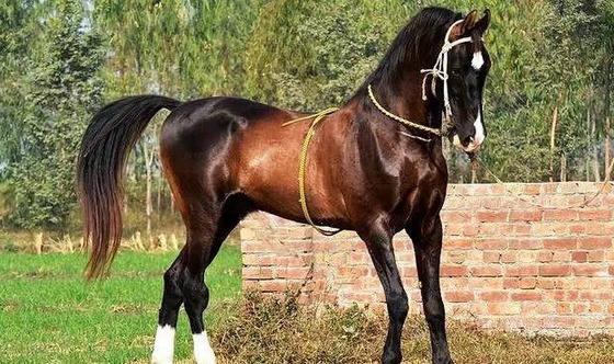 卷耳马的呆萌写真_高清图集_新浪网