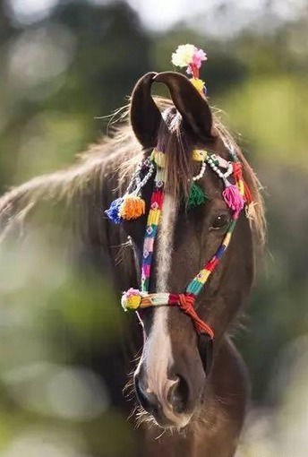 卷耳马的呆萌写真_高清图集_新浪网