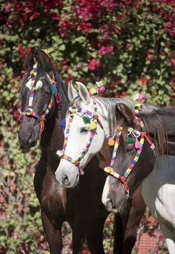 卷耳马的呆萌写真_高清图集_新浪网