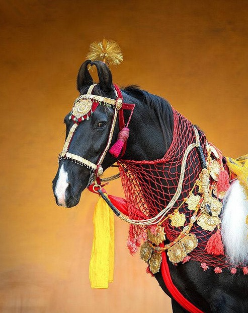 卷耳马的呆萌写真_高清图集_新浪网