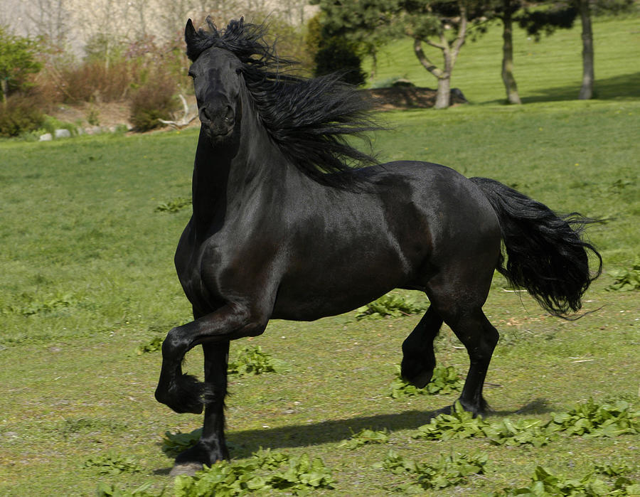 种friesian horse,体型巨大,毛色黝黑,肌肉强悍,是勇武矫健的优良战马