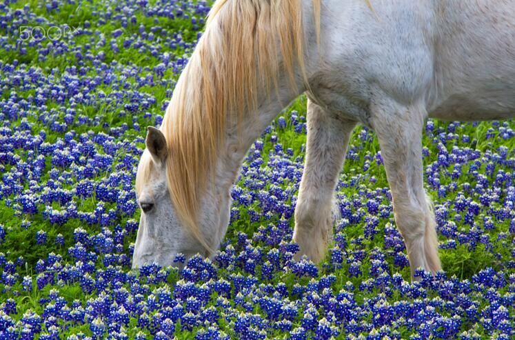 花与马美丽邂逅_高清图集_新浪网