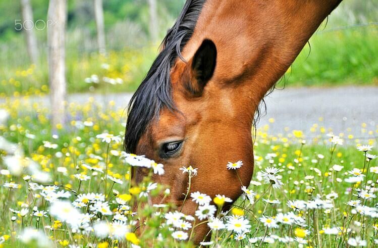惊艳!花与马美丽邂逅_高清图集_新浪网