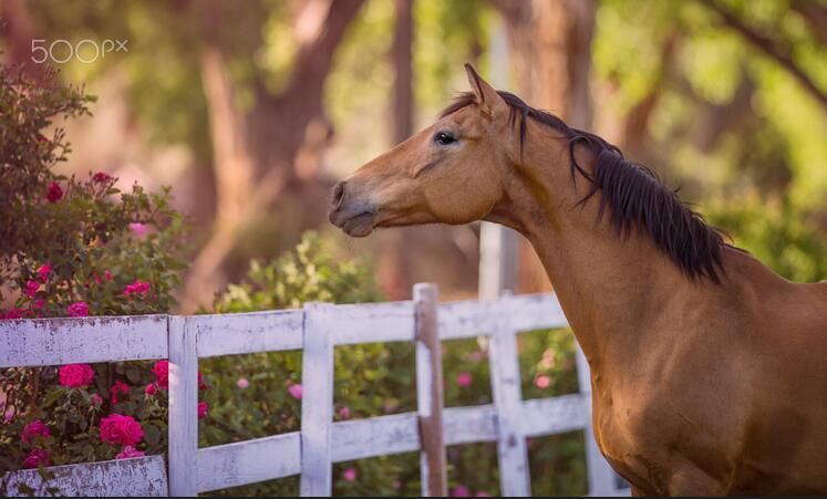 惊艳!花与马美丽邂逅_高清图集_新浪网