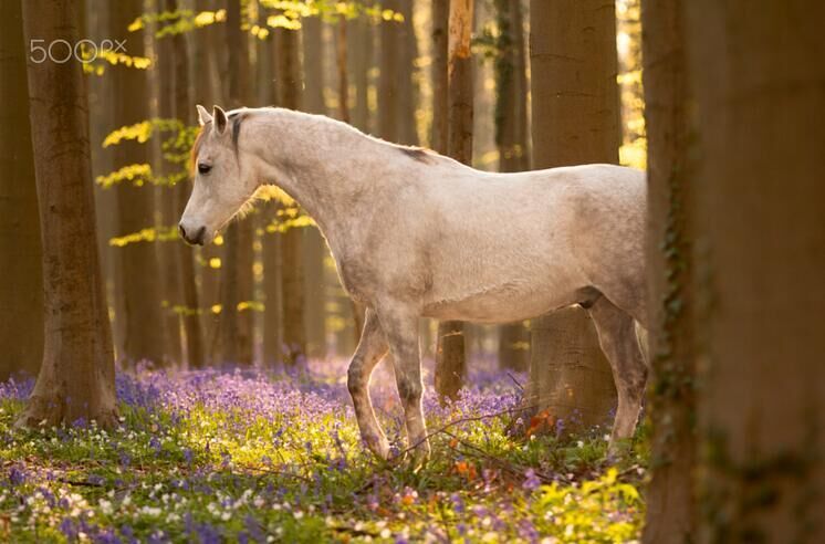 惊艳!花与马美丽邂逅_高清图集_新浪网