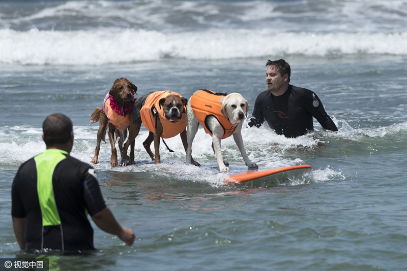 冲劲十足!美狗狗冲浪比赛精彩瞬间
