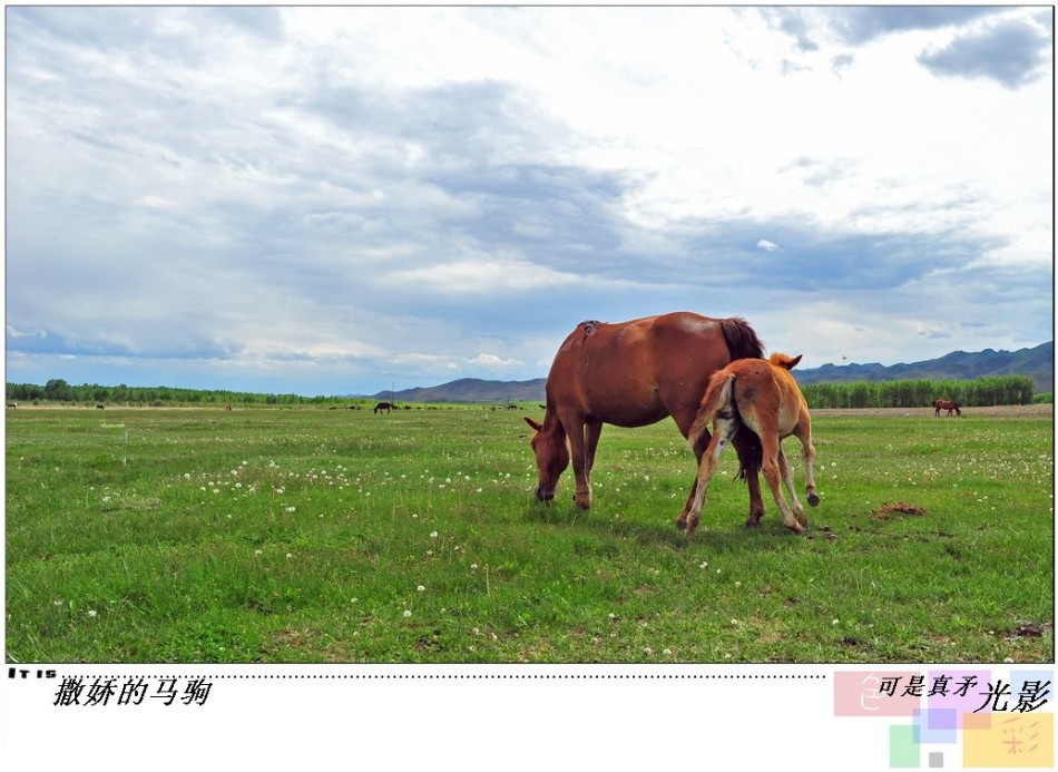 超萌小马驹的可爱日常写照_高清图集_新浪网