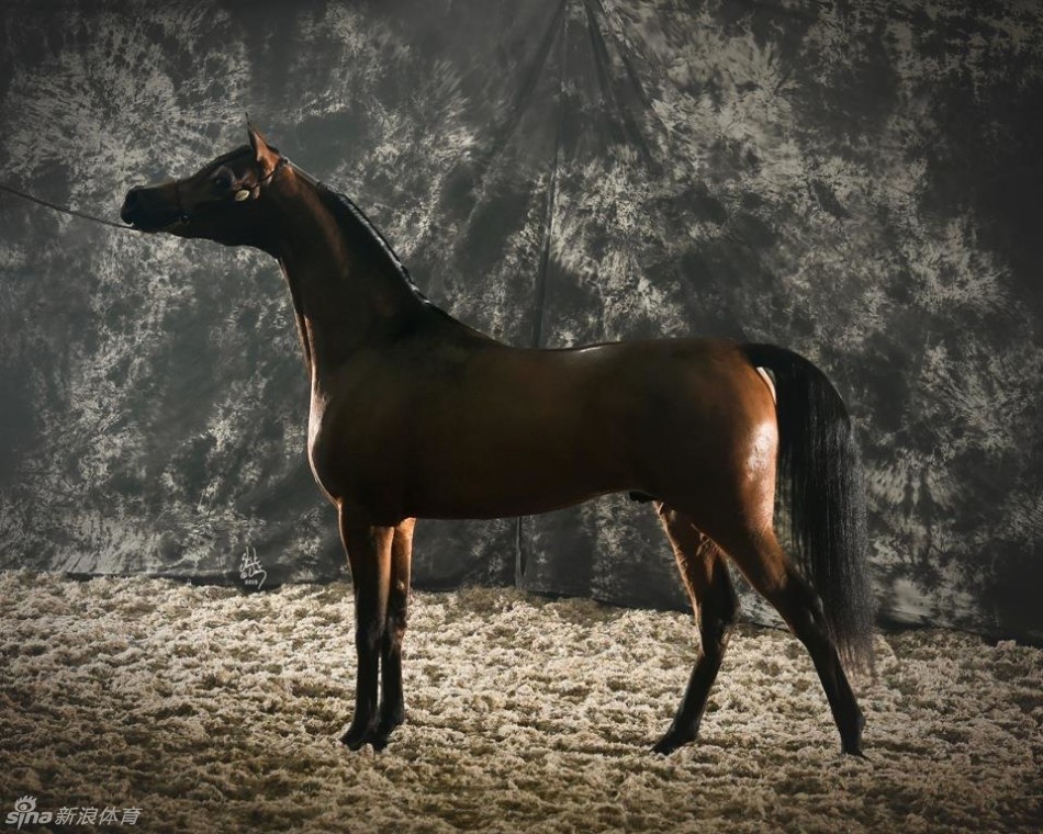聪慧的阿拉伯马_高清图集_新浪网