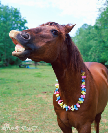 喜感十足!马儿变身表情包_高清图集_新浪网