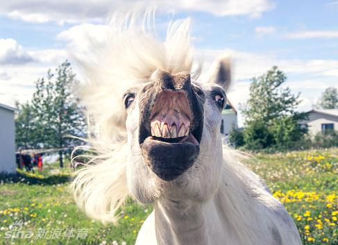 喜感十足!马儿变身表情包_高清图集_新浪网