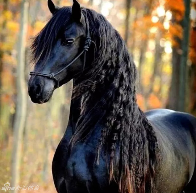 马中舞蹈家弗里斯兰马_高清图集_新浪网