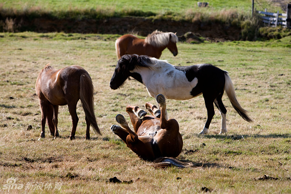 马儿摔倒四脚朝天_高清图集_新浪网