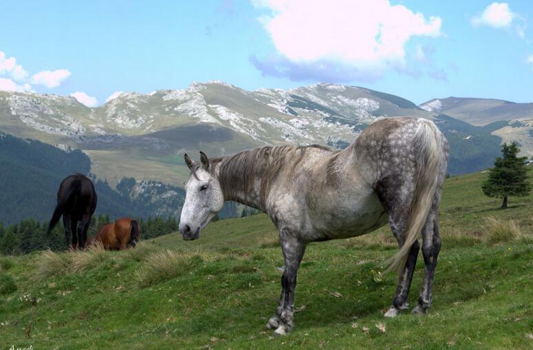 美丽高原马儿高清写真_高清图集_新浪网