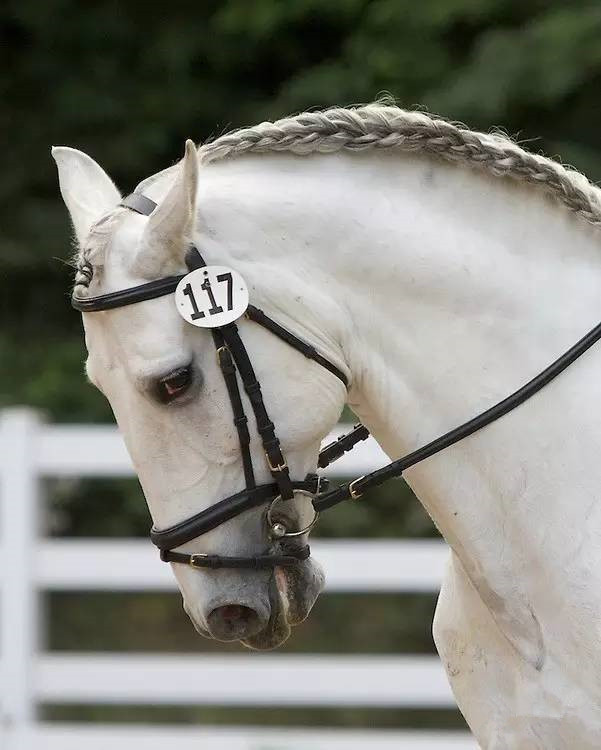 宫廷马队表演的别样风情_高清图集_新浪网