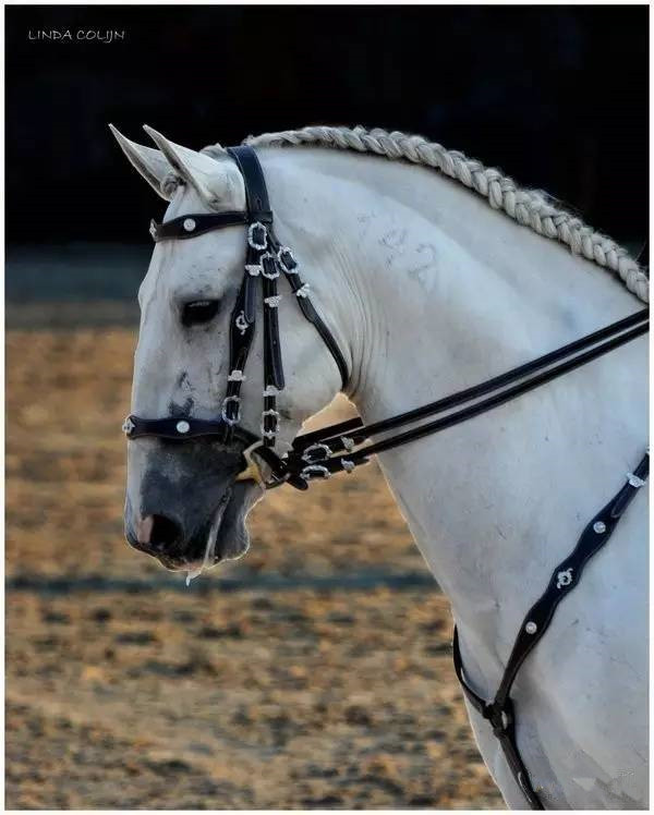 宫廷马队表演的别样风情_高清图集_新浪网