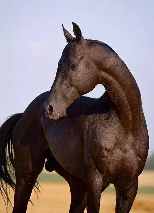 汗血宝马图之黑色王者系_高清图集_新浪网