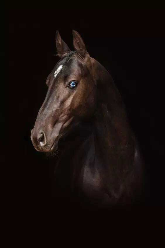 汗血宝马图之黑色王者系_高清图集_新浪网