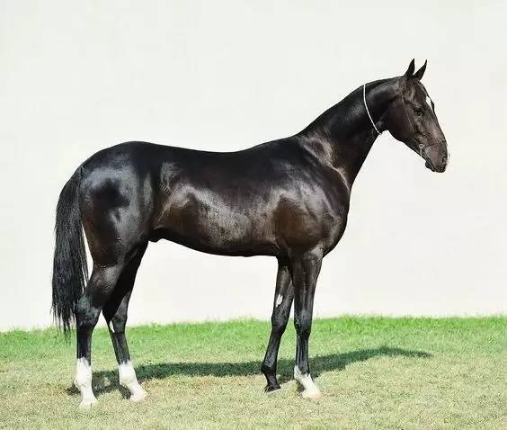 汗血宝马图之黑色王者系_高清图集_新浪网