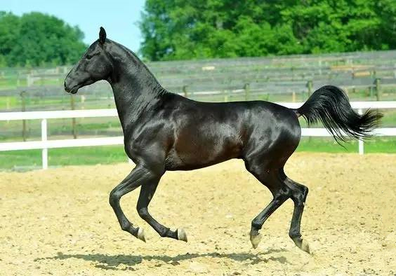 汗血宝马图之黑色王者系_高清图集_新浪网