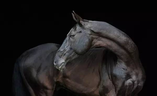 汗血宝马图之黑色王者系_高清图集_新浪网