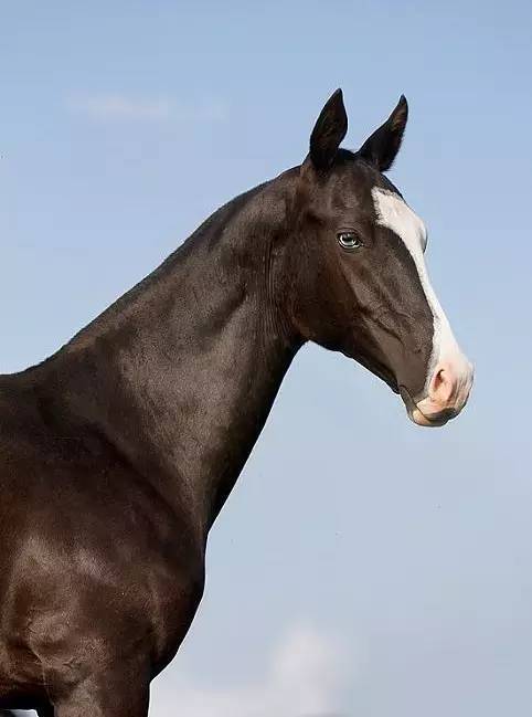 汗血宝马图之黑色王者系_高清图集_新浪网