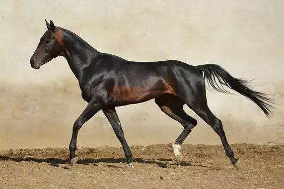 汗血宝马图之黑色王者系_高清图集_新浪网