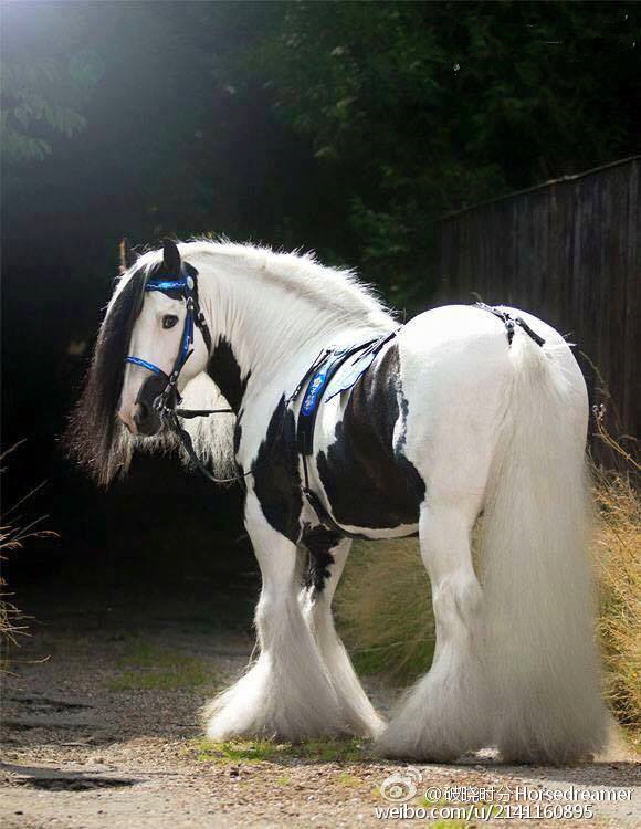 佩尔什重型挽马