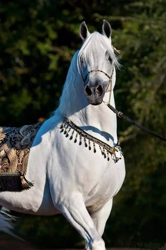 灵动而俊俏的阿拉伯马(一)_高清图集_新浪网